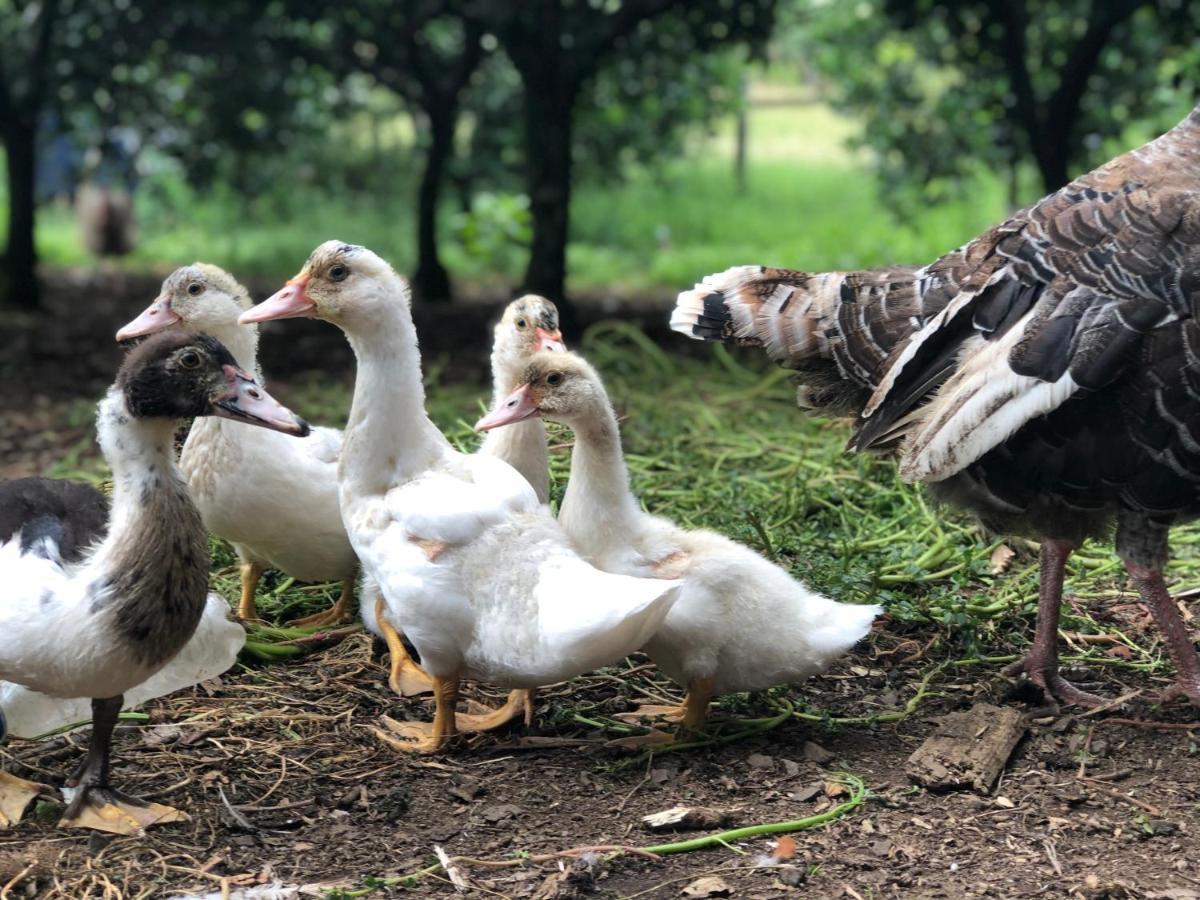 Отель Fazenda Angelin Padre Eterno Экстерьер фото