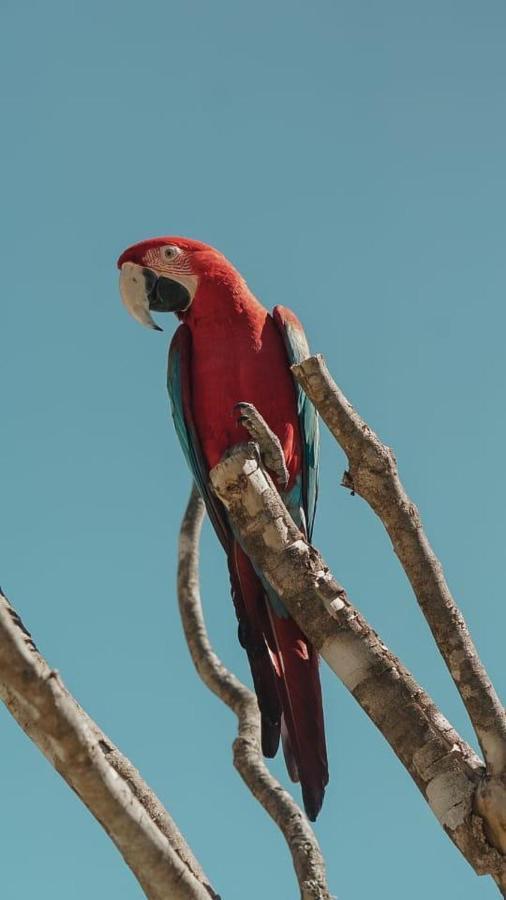 Отель Fazenda Angelin Padre Eterno Экстерьер фото